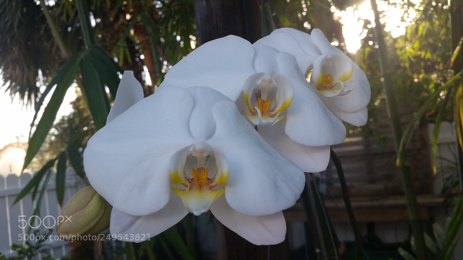 Samsung Galaxy S5 sample photo. Orquidea photography