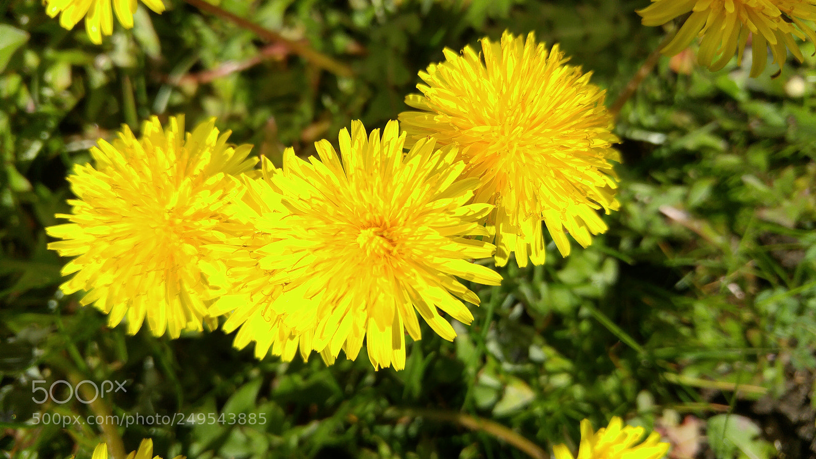 LG G4 sample photo. Smiling in the sun photography