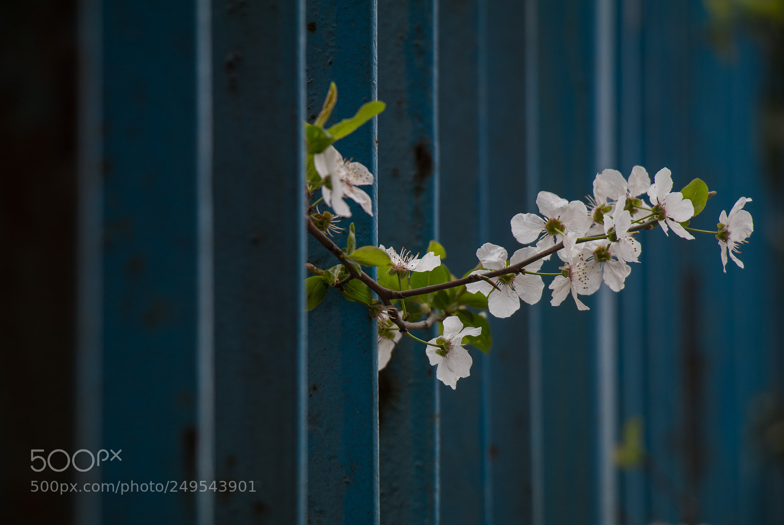 Canon EOS 80D sample photo. Img photography