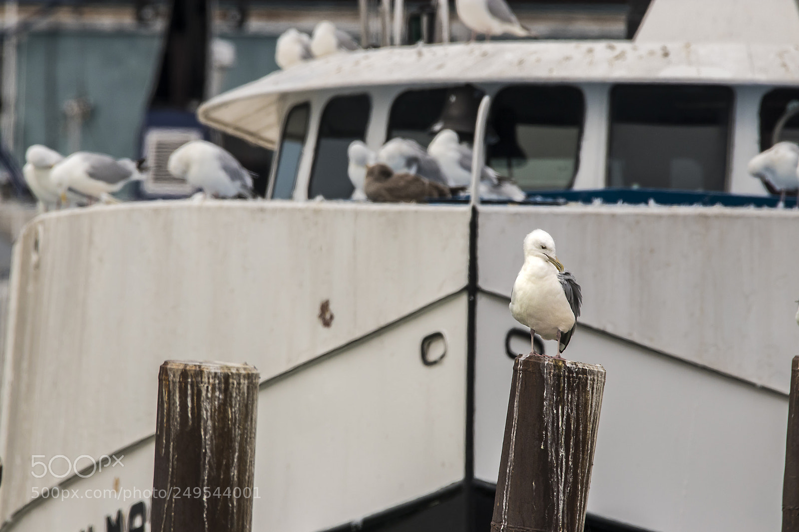Canon EOS 80D sample photo. Gull and boat photography