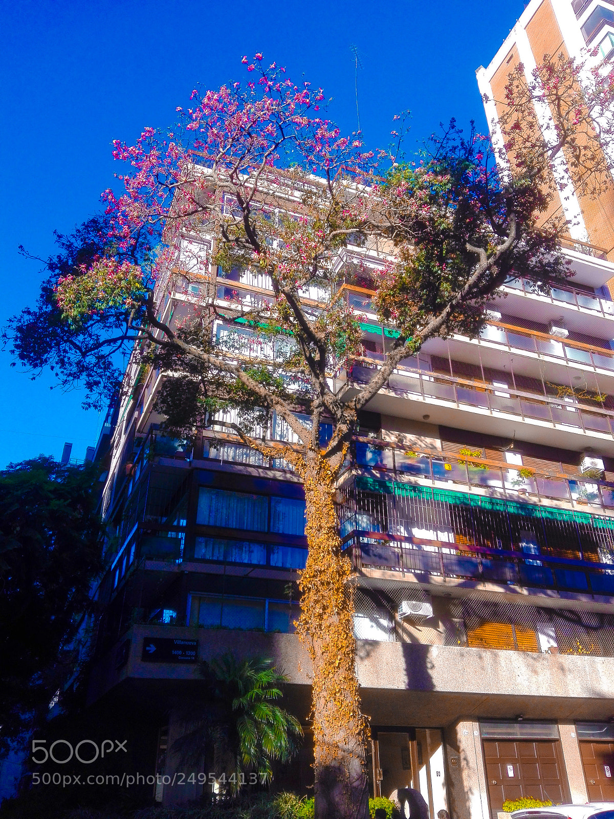 HUAWEI Y6II sample photo. Flowers in the sky photography