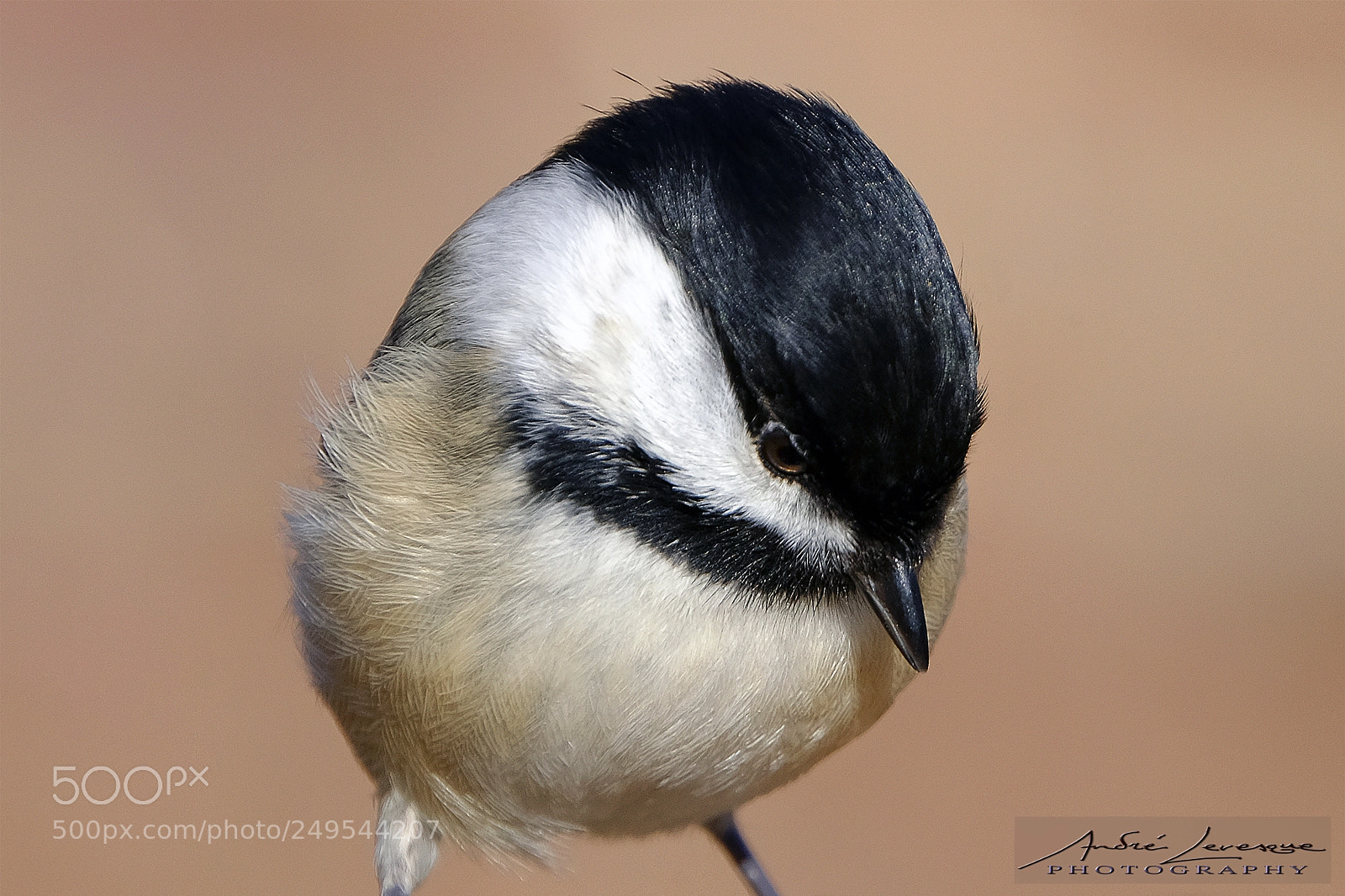 Fujifilm X-T10 sample photo. Chickadee photography