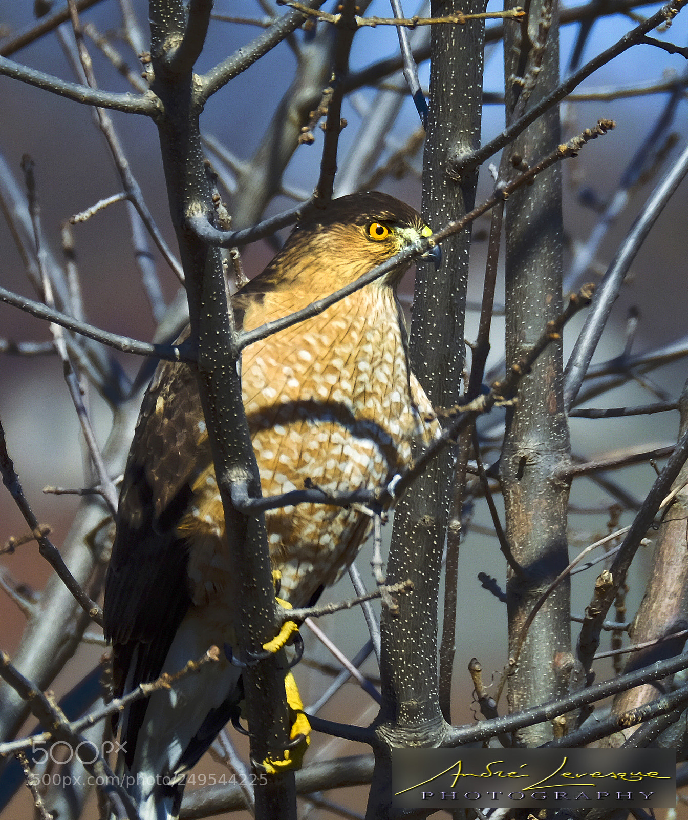 Fujifilm X-T10 sample photo. Sharp-shinned hawk photography