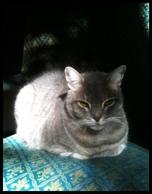 Apple iPhone 3GS sample photo. Bastet photography