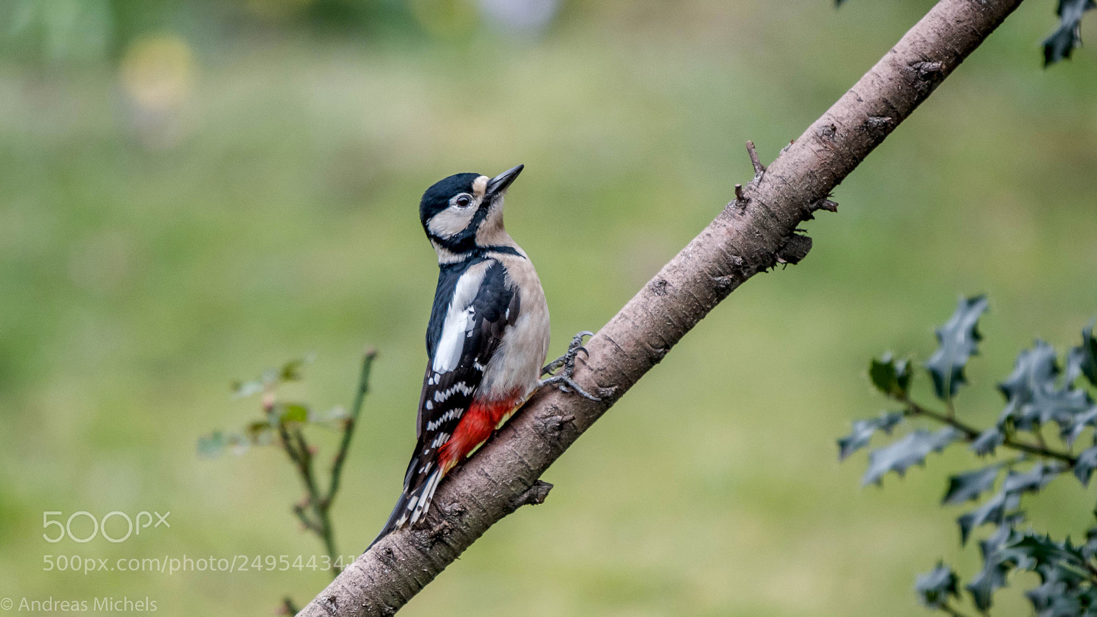 Nikon D500 sample photo. Woodpecker. buntspecht. photography