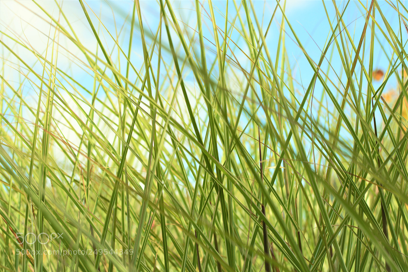 Nikon D5200 + Nikon AF-S DX Nikkor 35mm F1.8G sample photo. Blades of grass photography