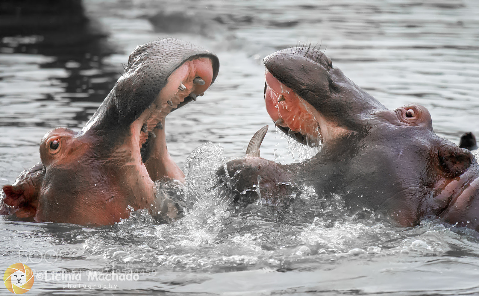 Nikon D3S sample photo. Fighting hippos photography