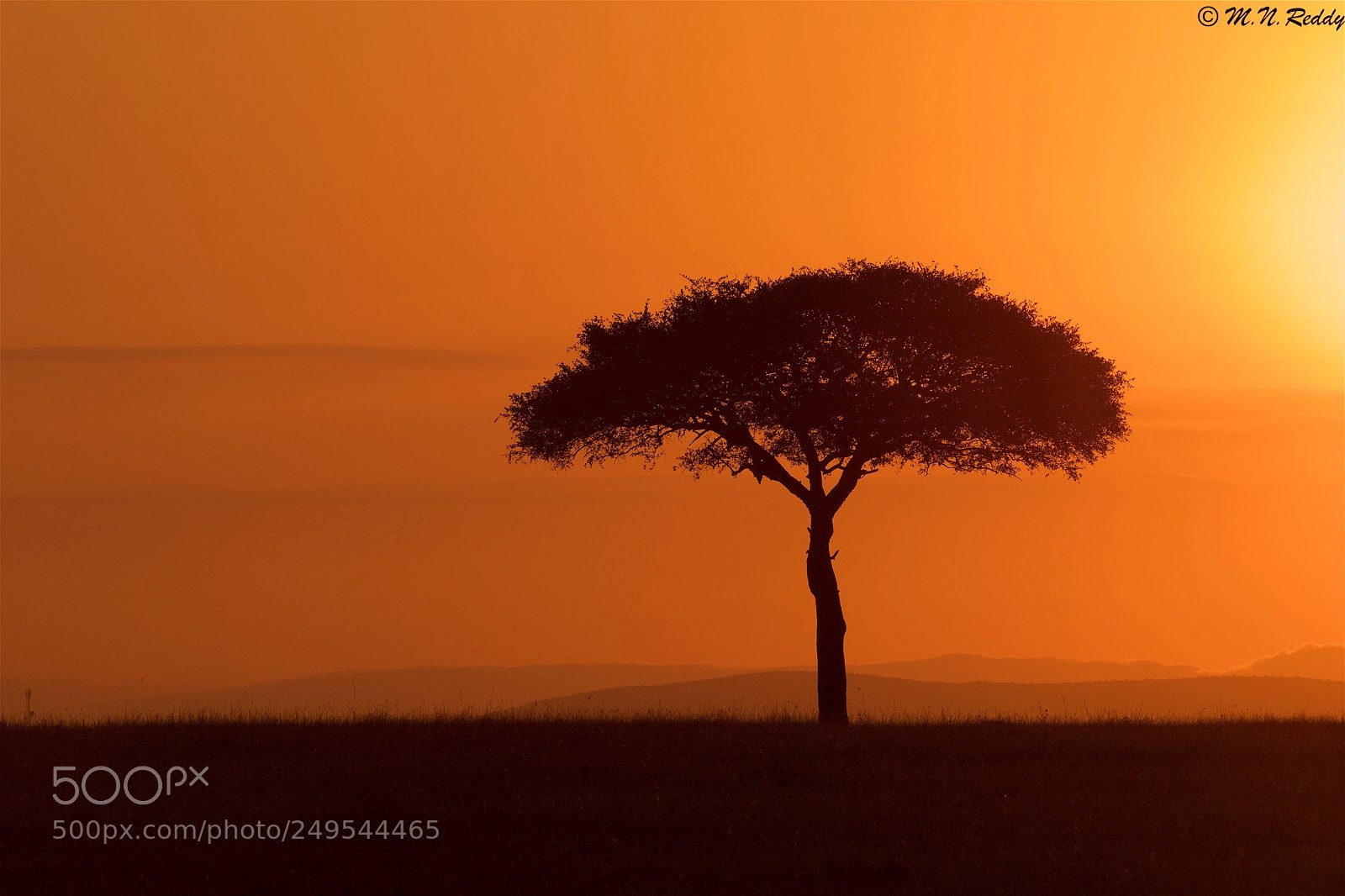Nikon D5 sample photo. Silhouette - typical mara photography