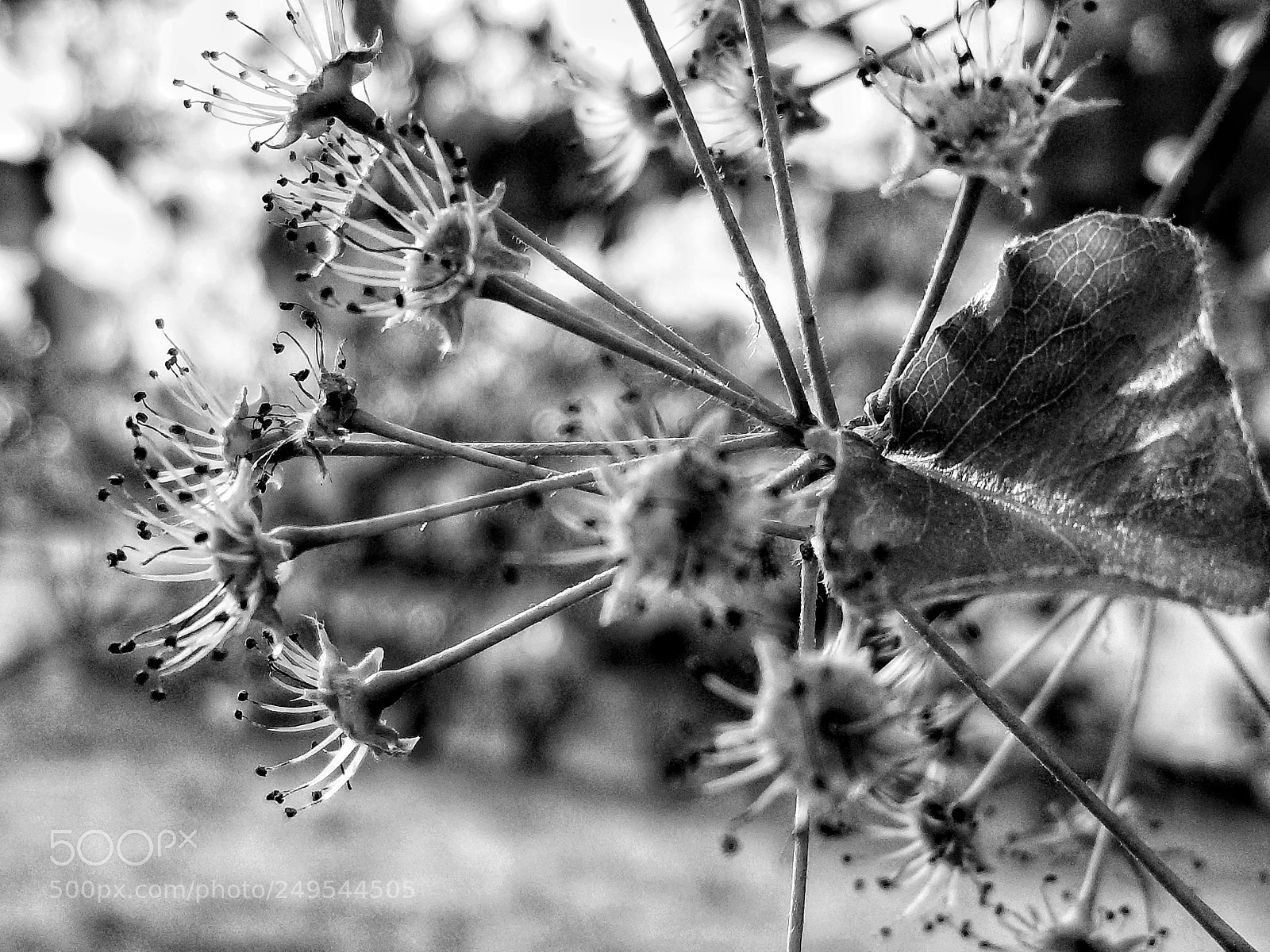 Samsung Galaxy S8 sample photo. Spring photography