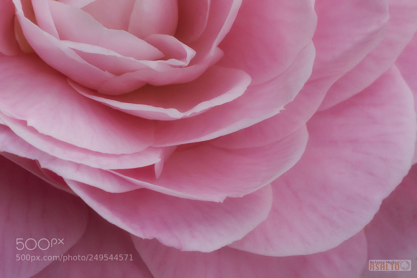 Canon EOS 7D sample photo. Camelia photography