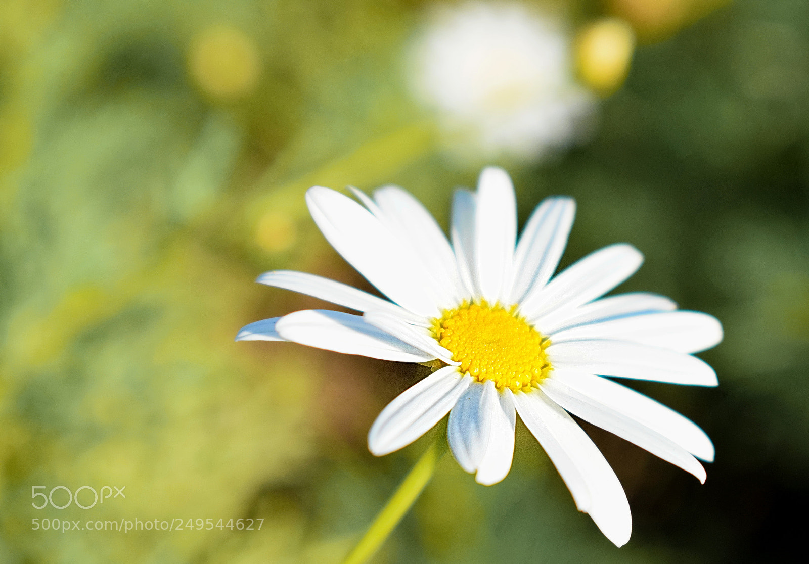 Nikon D5300 sample photo. Flower photography