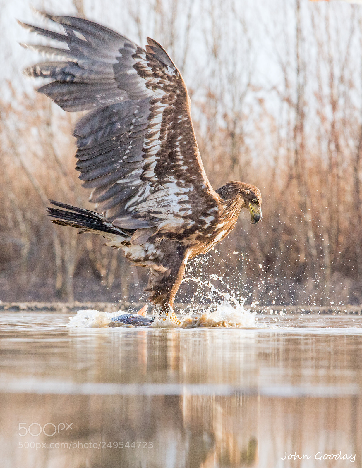 Canon EOS-1D X sample photo. Impact photography