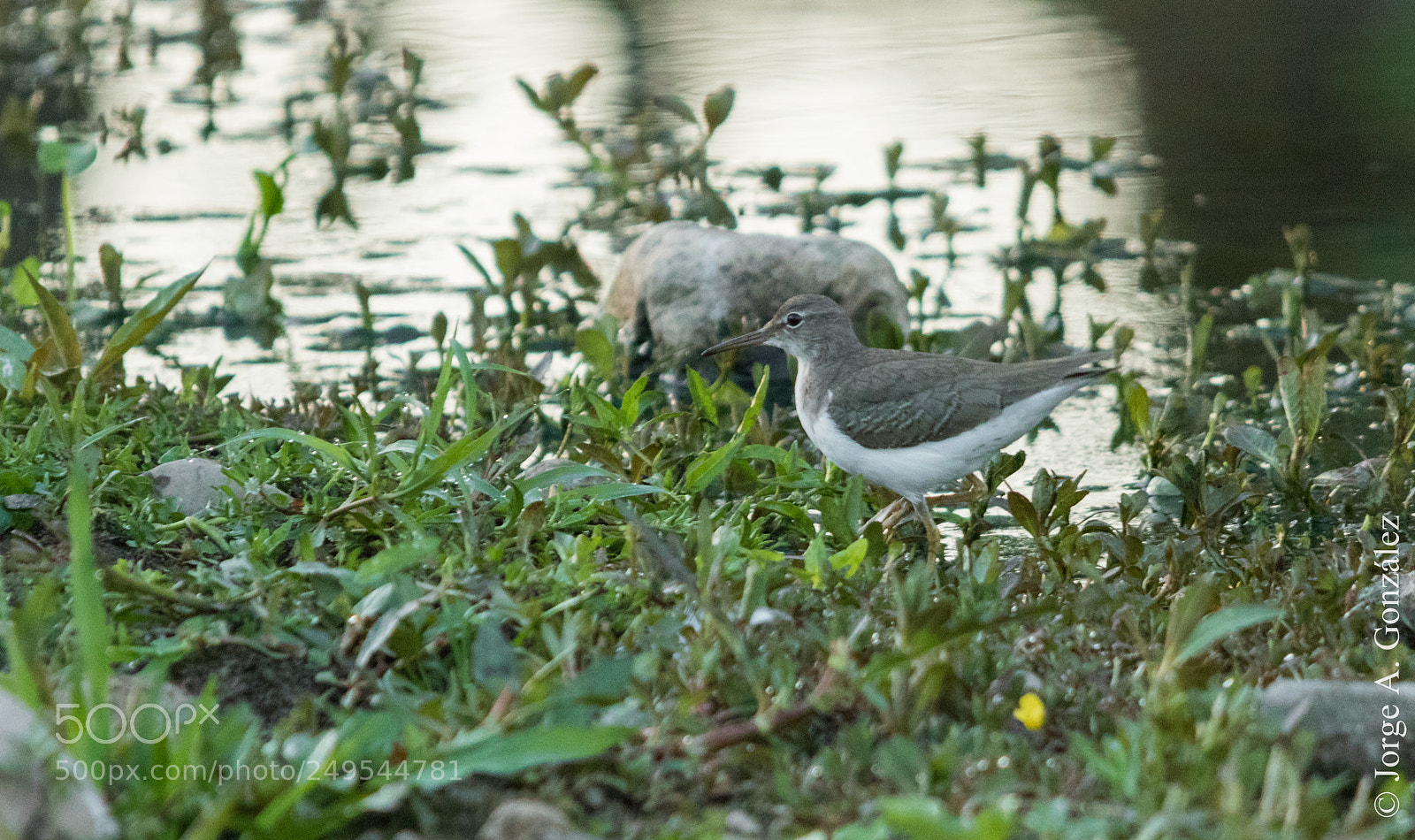 Canon EOS 7D Mark II sample photo. Spotted sanpiper photography