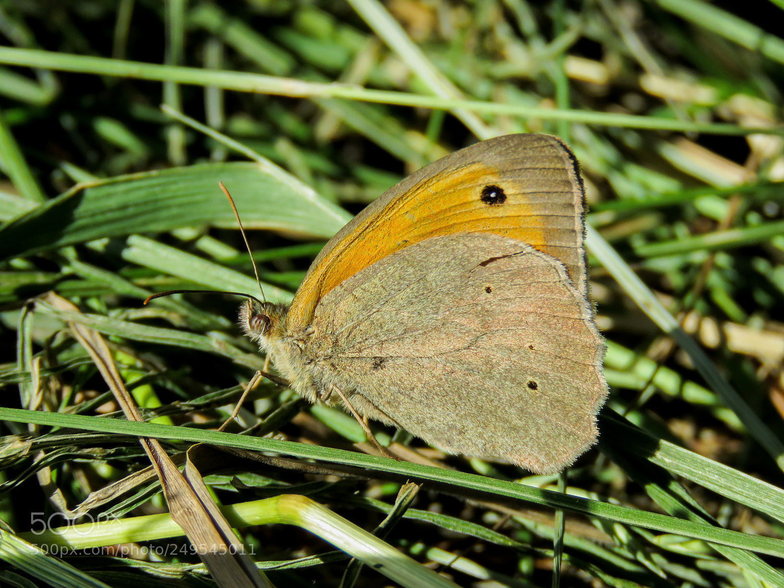 Canon PowerShot SX60 HS sample photo. Butterfly photography