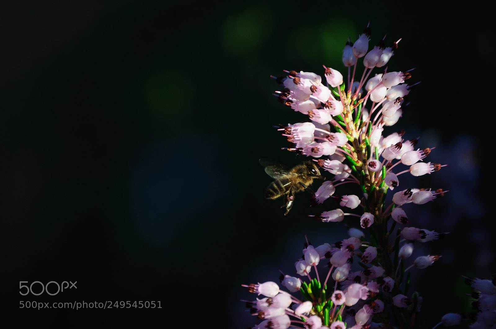 Nikon D5000 sample photo. Bee photography