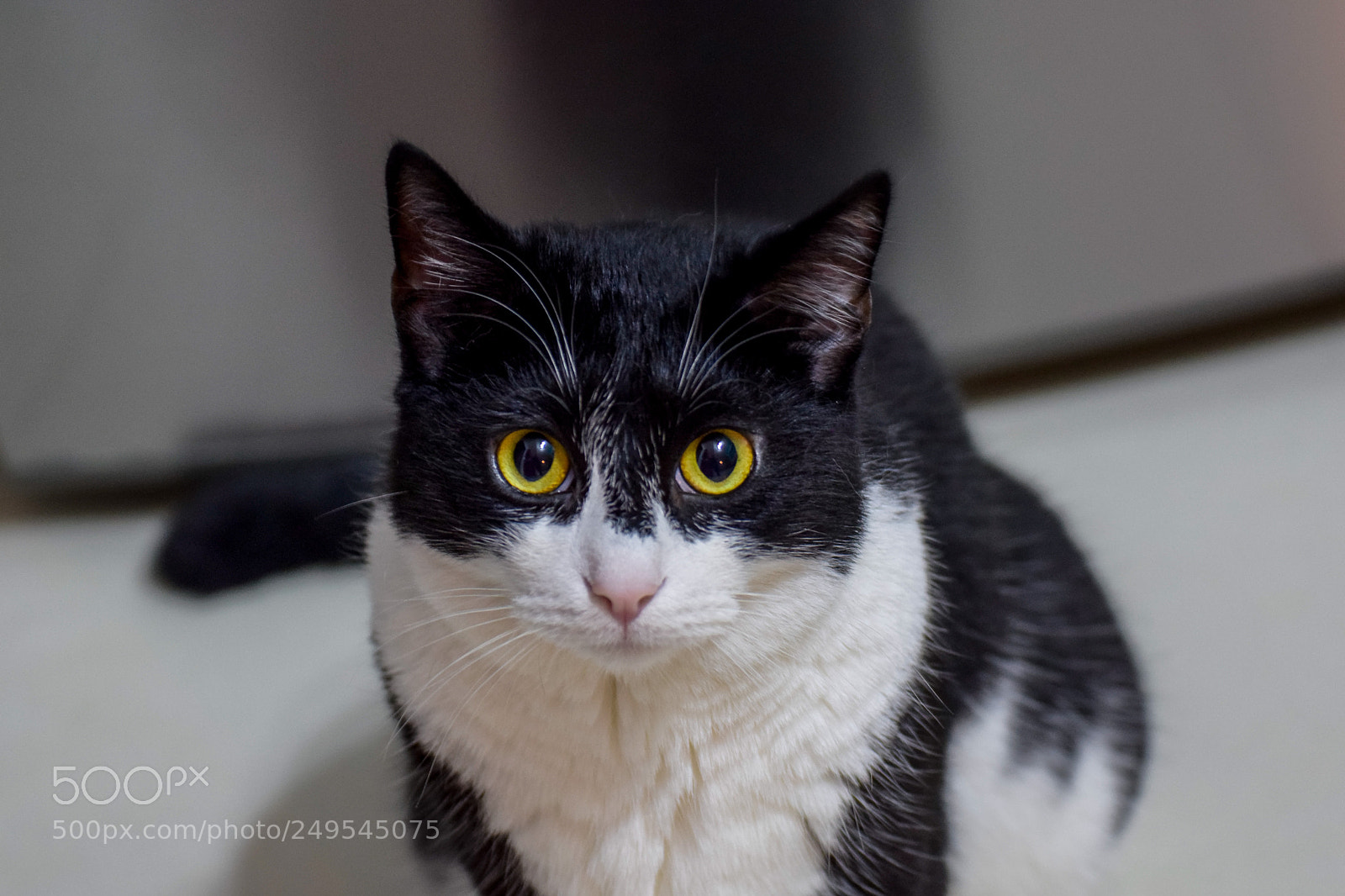 Nikon D5300 sample photo. Silvestro photography