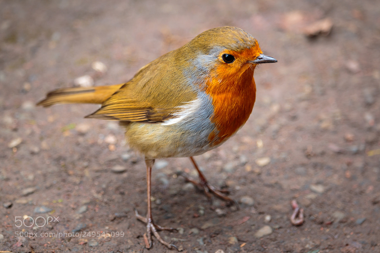 Canon EOS 70D sample photo. Robin photography