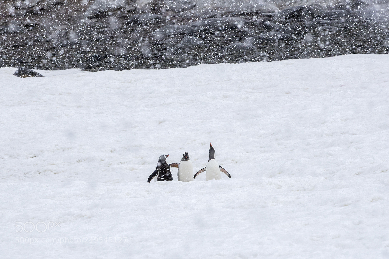 Canon EOS-1D X Mark II sample photo. Antarctica 2018 photography