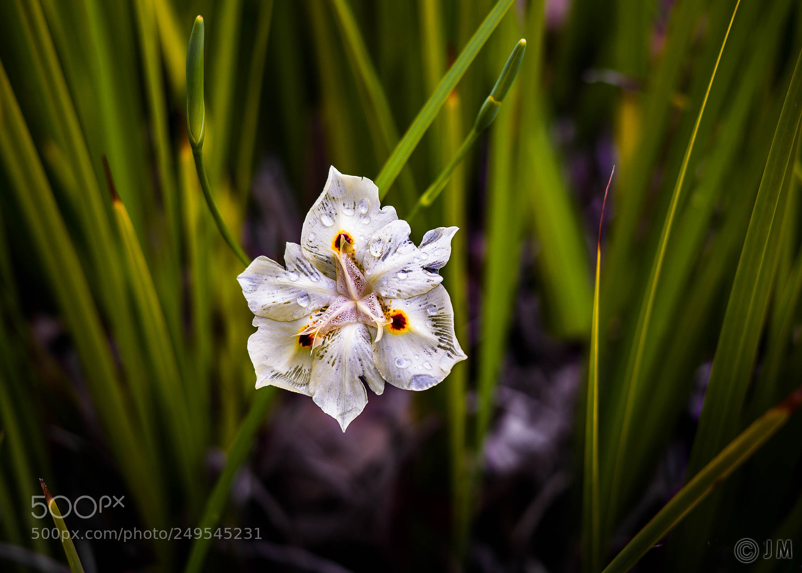 Leica M (Typ 240) sample photo. Nice flower photography