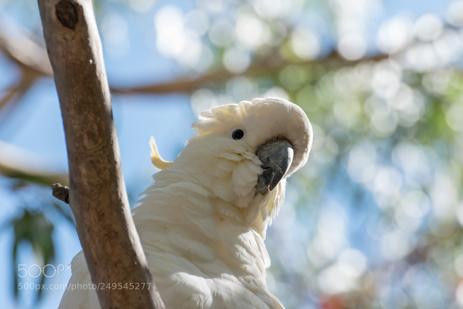 Nikon D5500 sample photo. Cockatoo@ gor photography