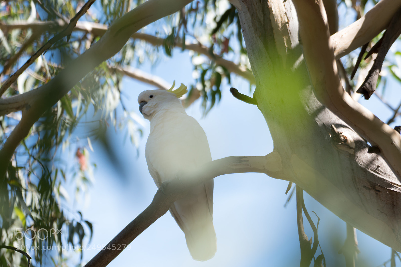 Nikon D5500 sample photo. Cockatoo @ gor photography
