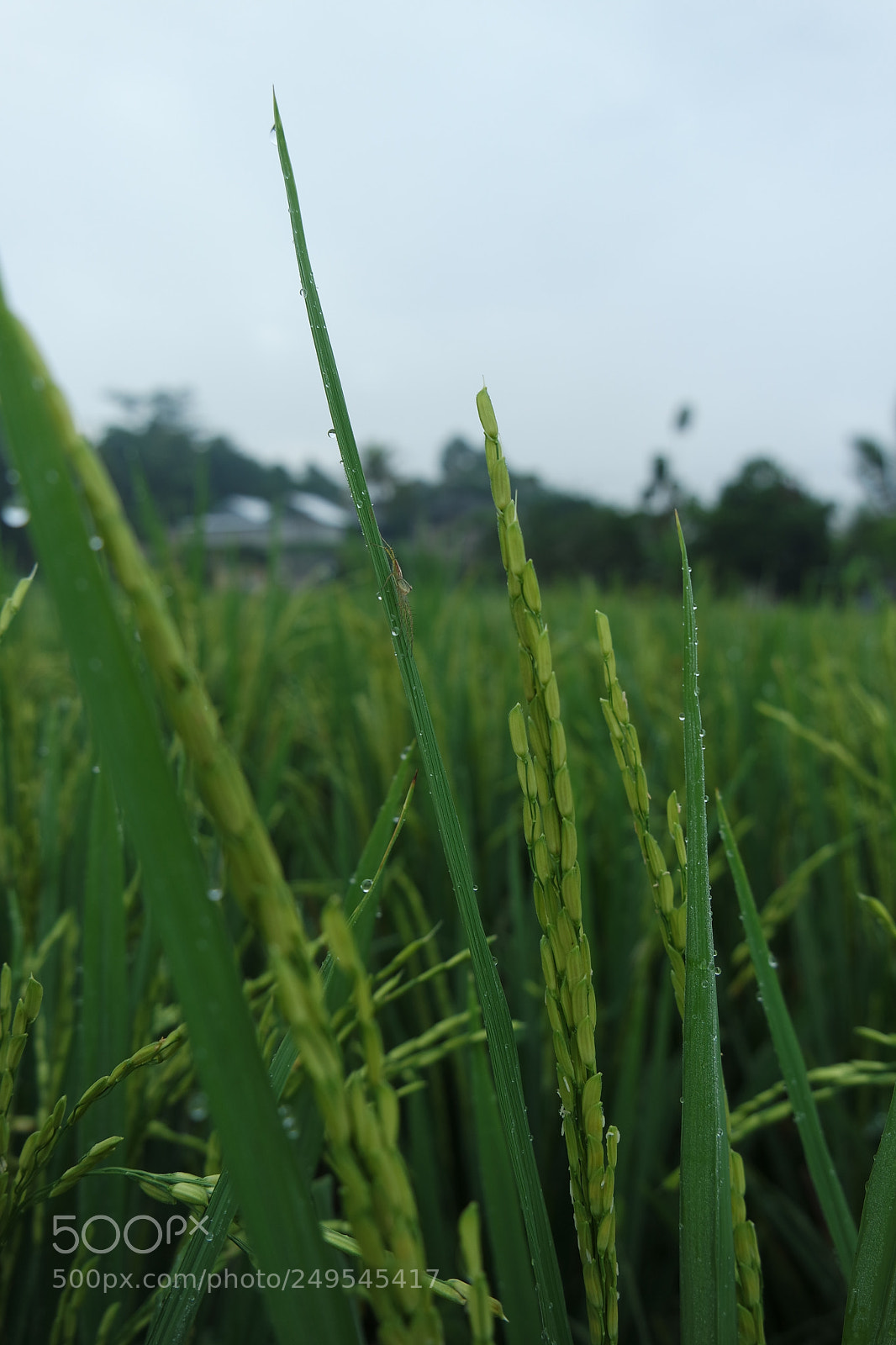 Samsung NX3000 sample photo. Human feed ii photography