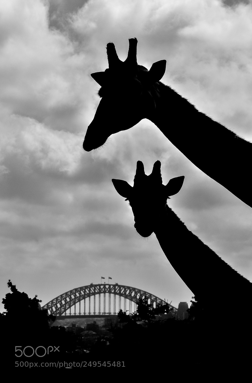 Nikon D5500 sample photo. Giraffes @ sydney photography