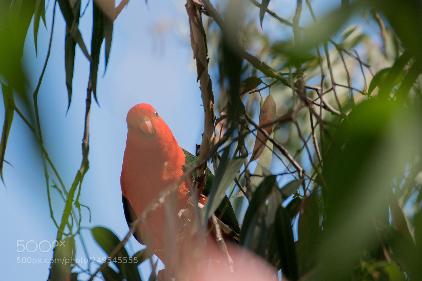 Nikon D5500 sample photo. Kingparrot @ gor photography