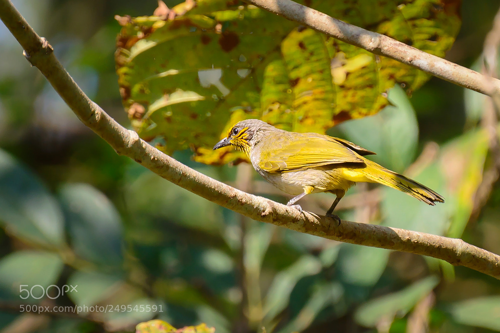 Nikon D7100 sample photo. Stripe-throated bulbul photography
