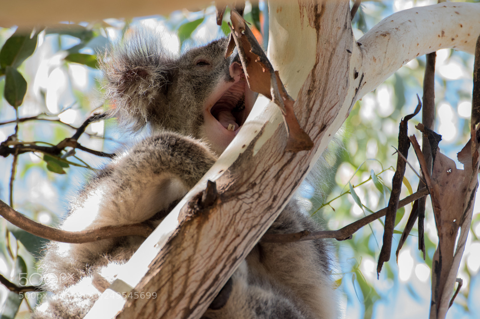 Nikon D5500 sample photo. Koala @ gor photography