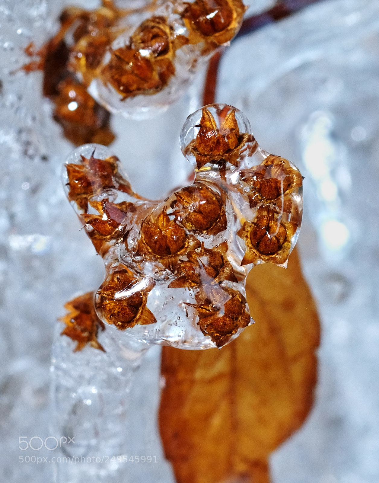Fujifilm X-E3 sample photo. Encased in ice photography