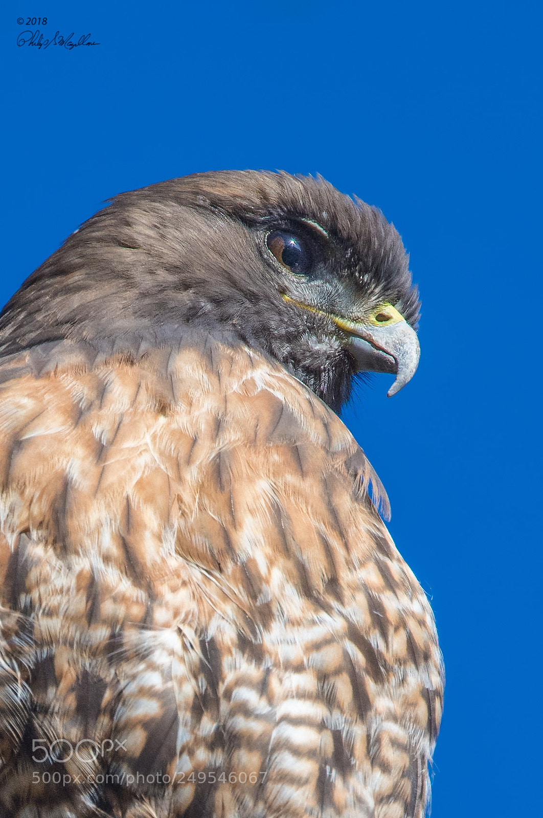 Nikon D500 sample photo. Red tailed hawk portrait photography