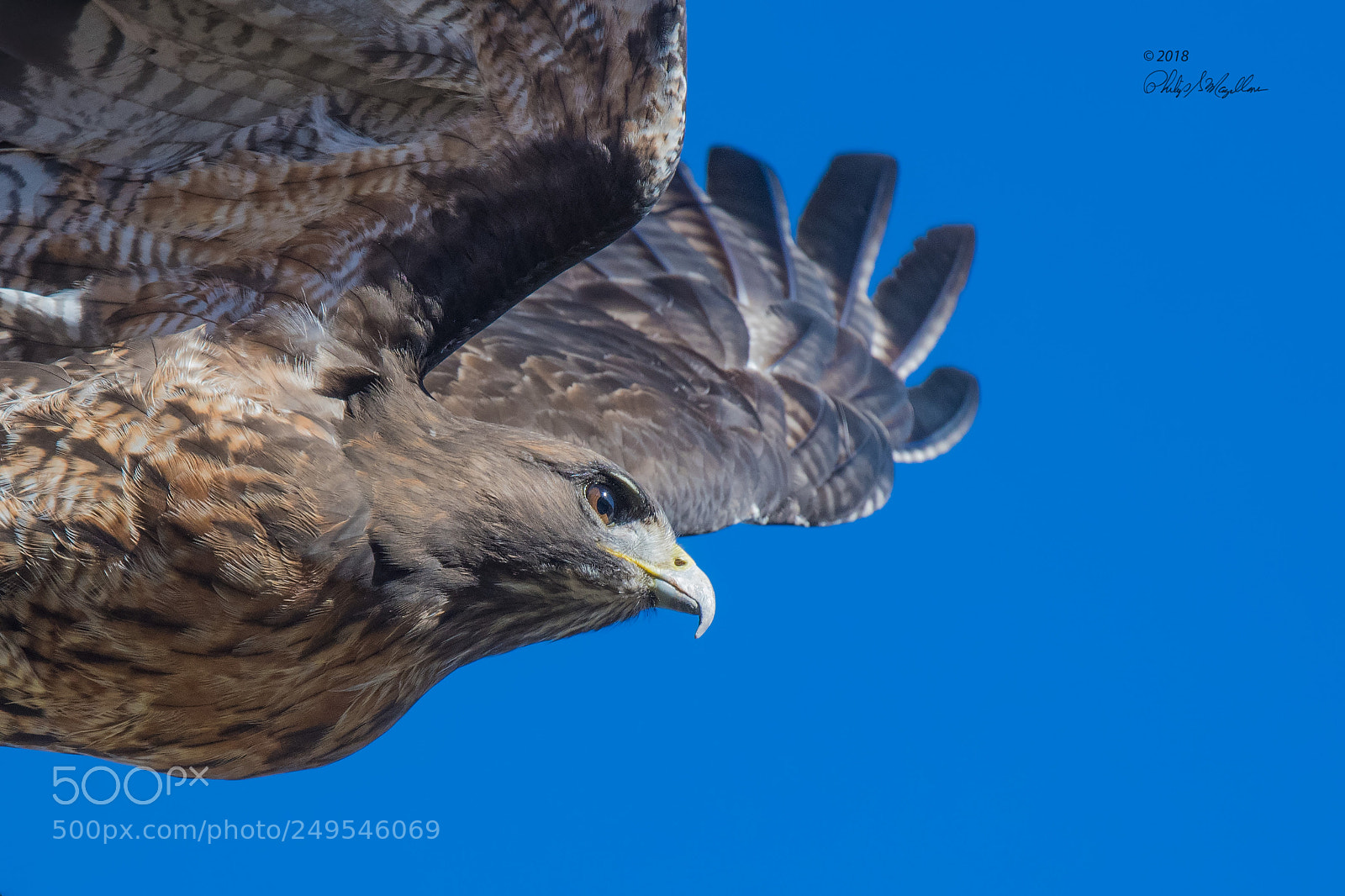 Nikon D500 sample photo. Red tailed hawk take photography