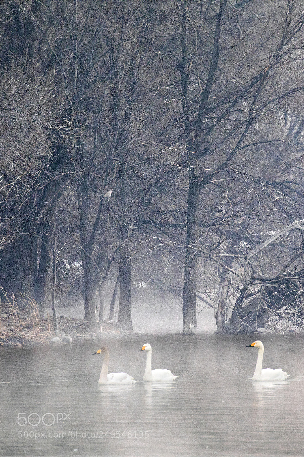 Canon EOS 5D Mark IV sample photo. Swan lake photography