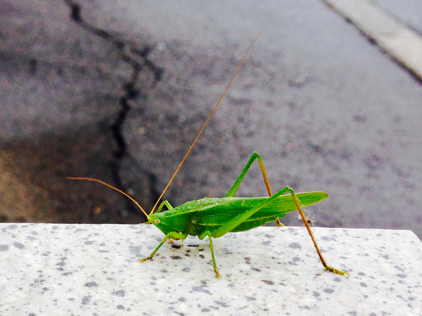 Apple iPhone 5 sample photo. Untitled photography