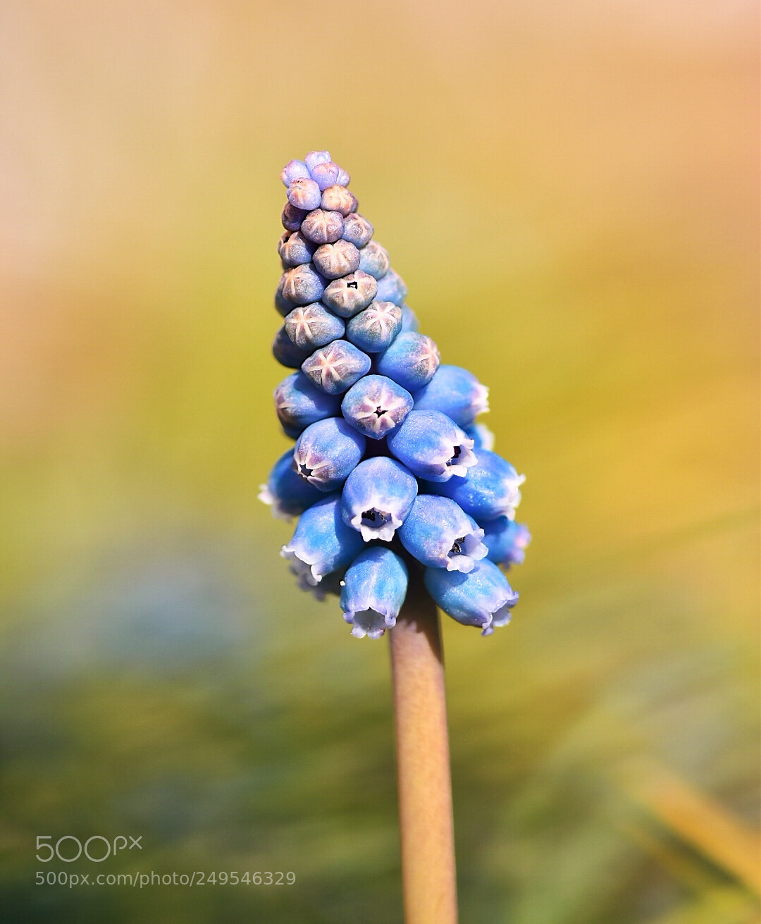 Nikon D5600 sample photo. Bluebells photography