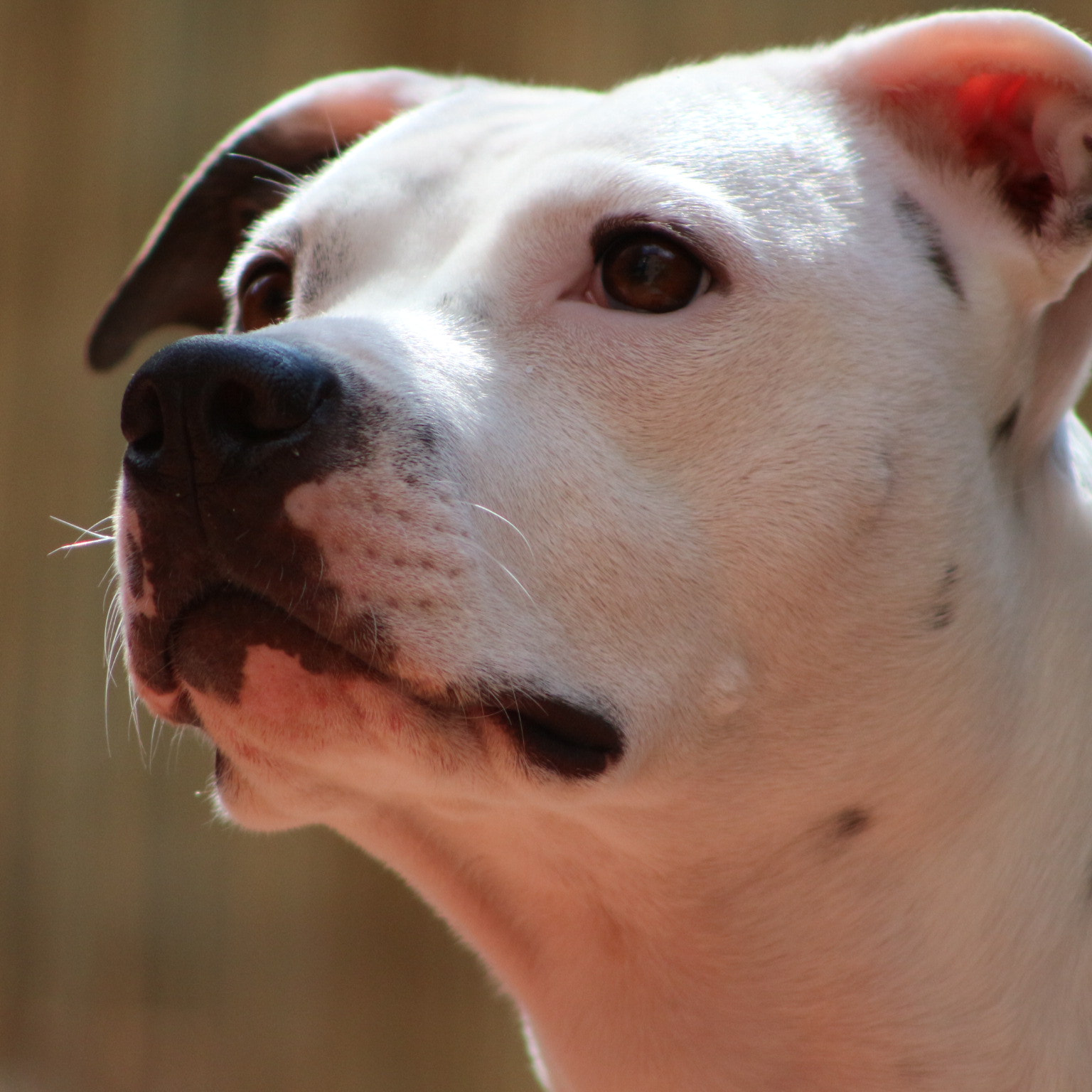 Canon EF 75-300mm f/4-5.6 sample photo