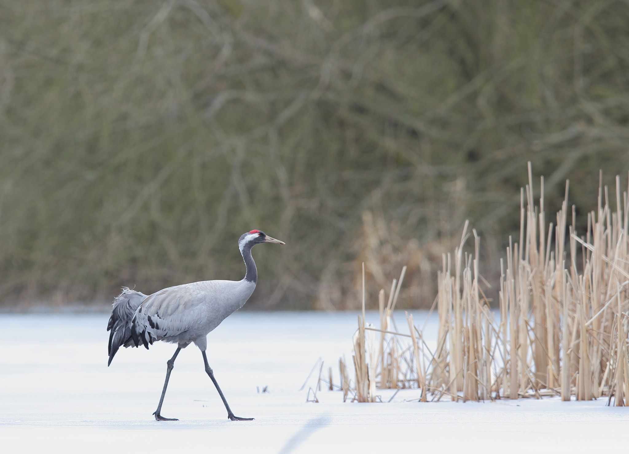 Canon EF 400mm F2.8L IS II USM sample photo. Kranich photography