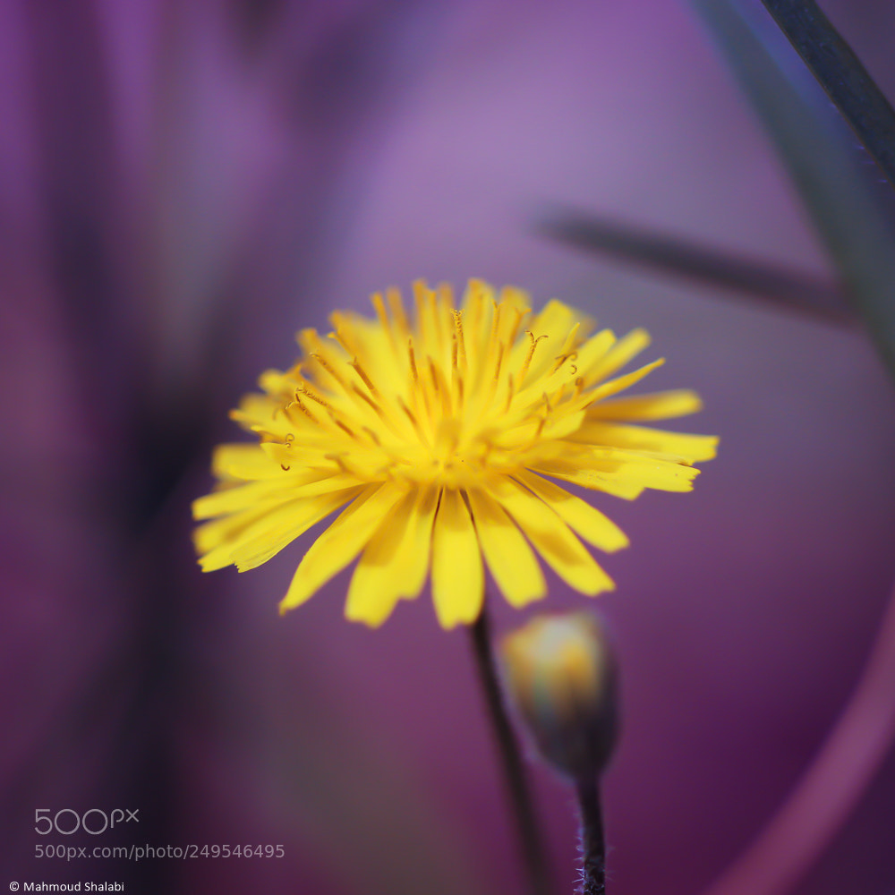 Canon EOS 70D sample photo. Tiny beauty photography