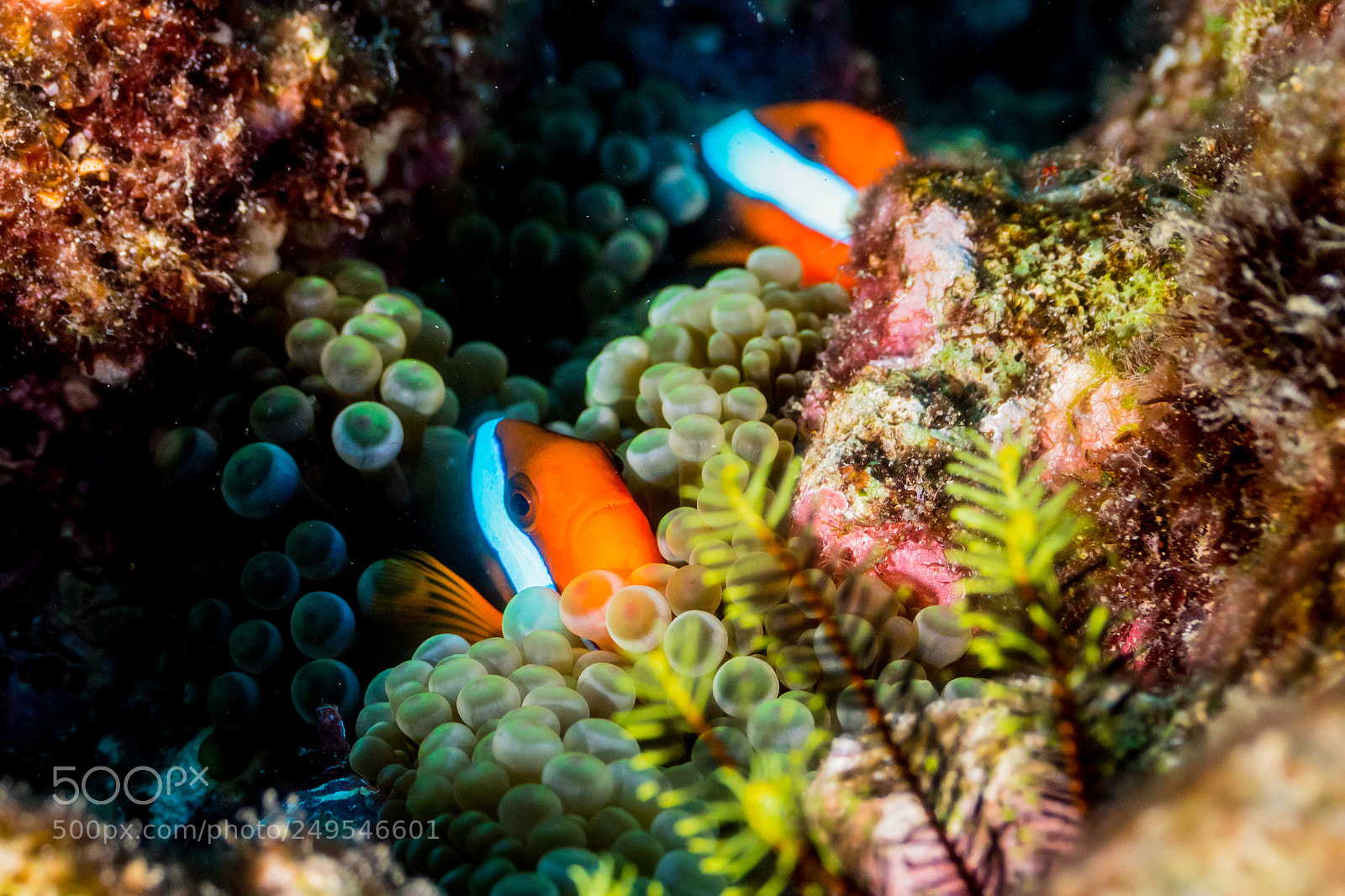 Canon EOS 7D Mark II sample photo. Anemone fish, great barrier photography