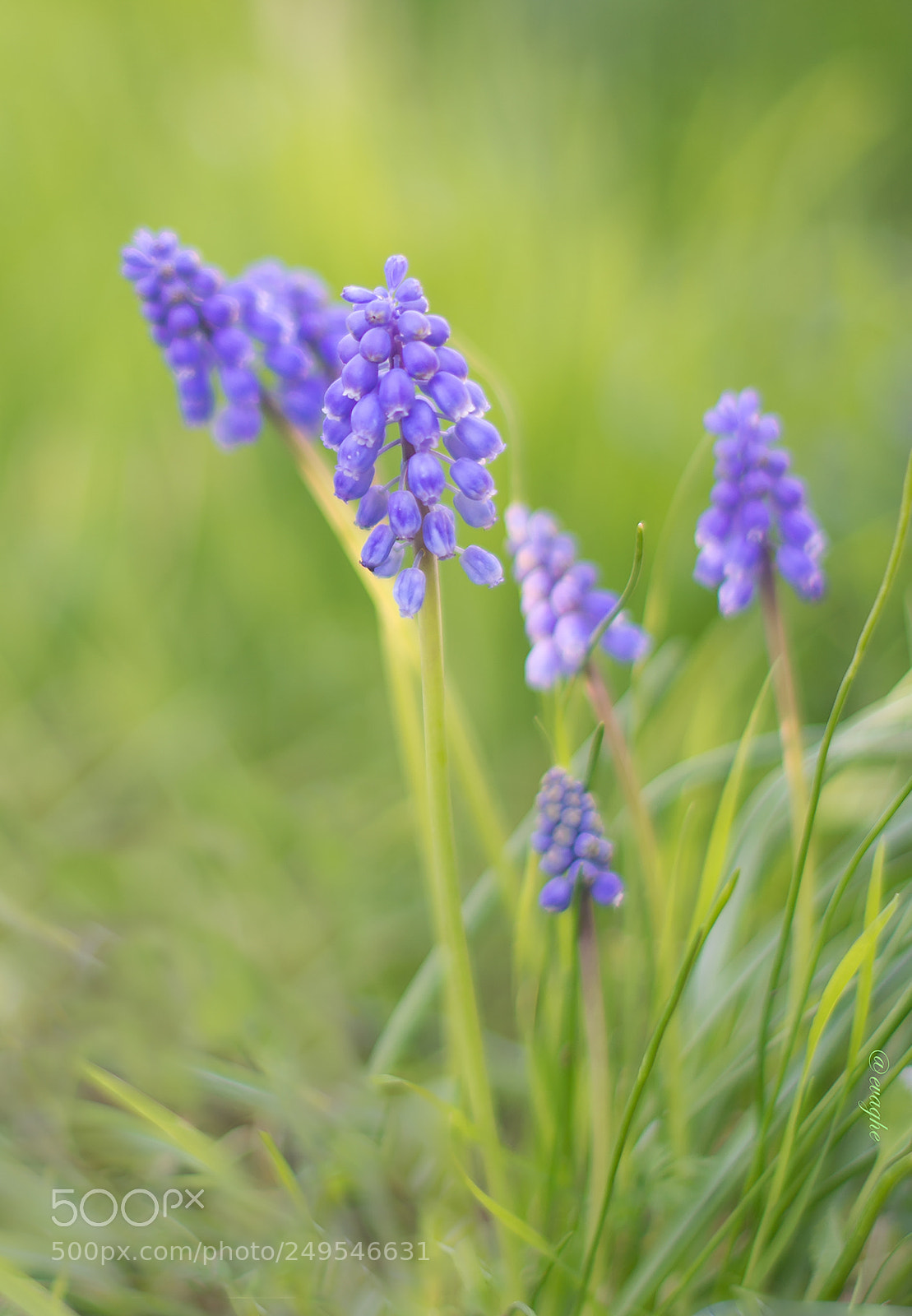 Nikon D610 sample photo. Muscari marzo due photography