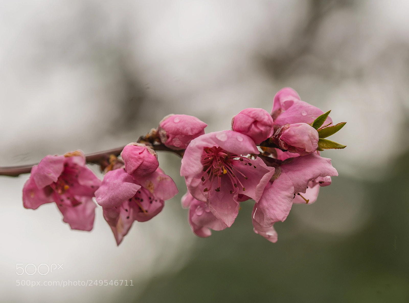 Nikon D610 sample photo. Pesco photography