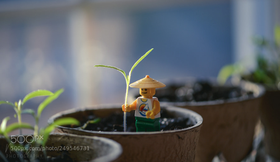 Nikon Df sample photo. Lego farmer photography