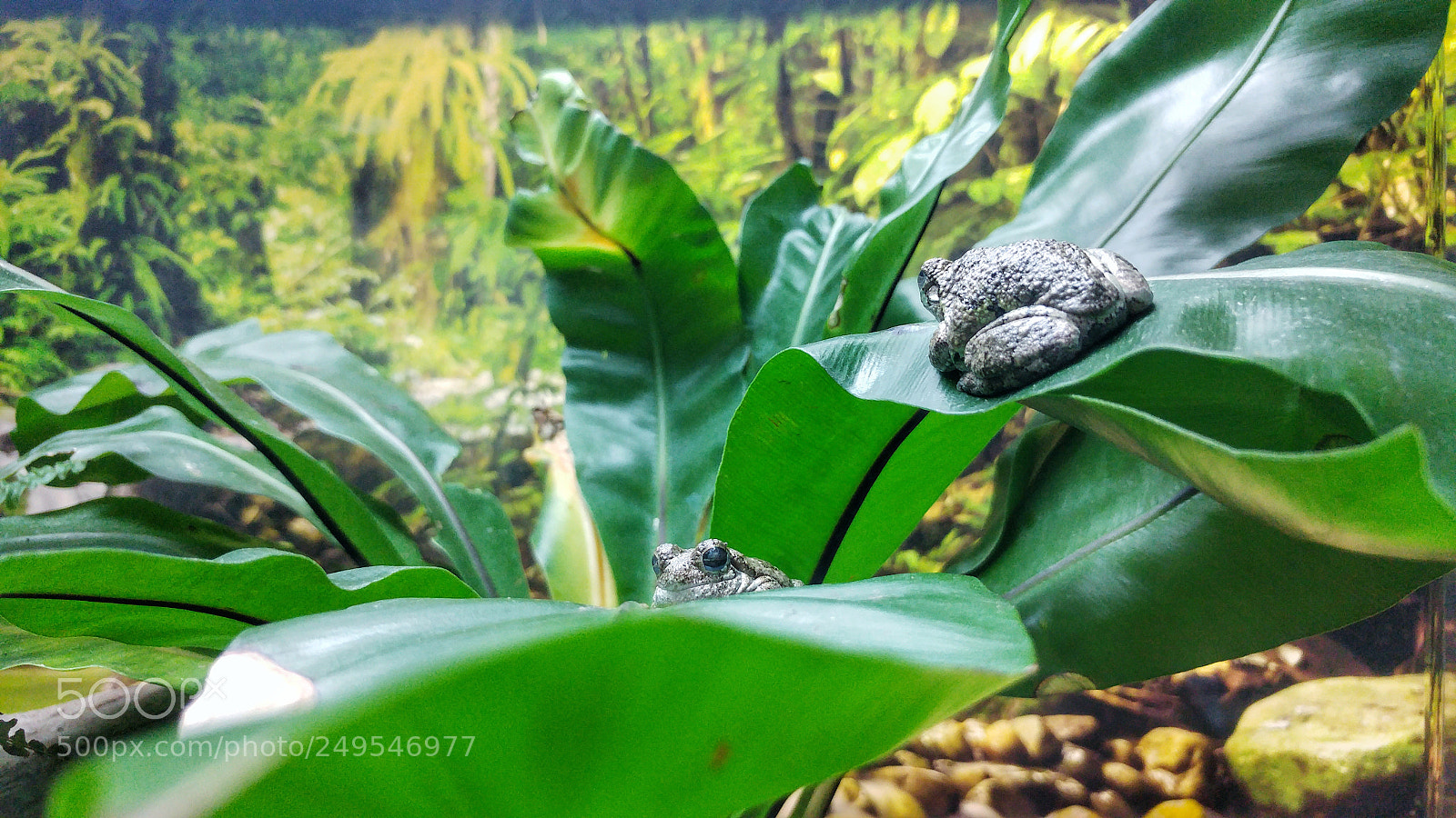 LG G5 sample photo. Cannon nature photography