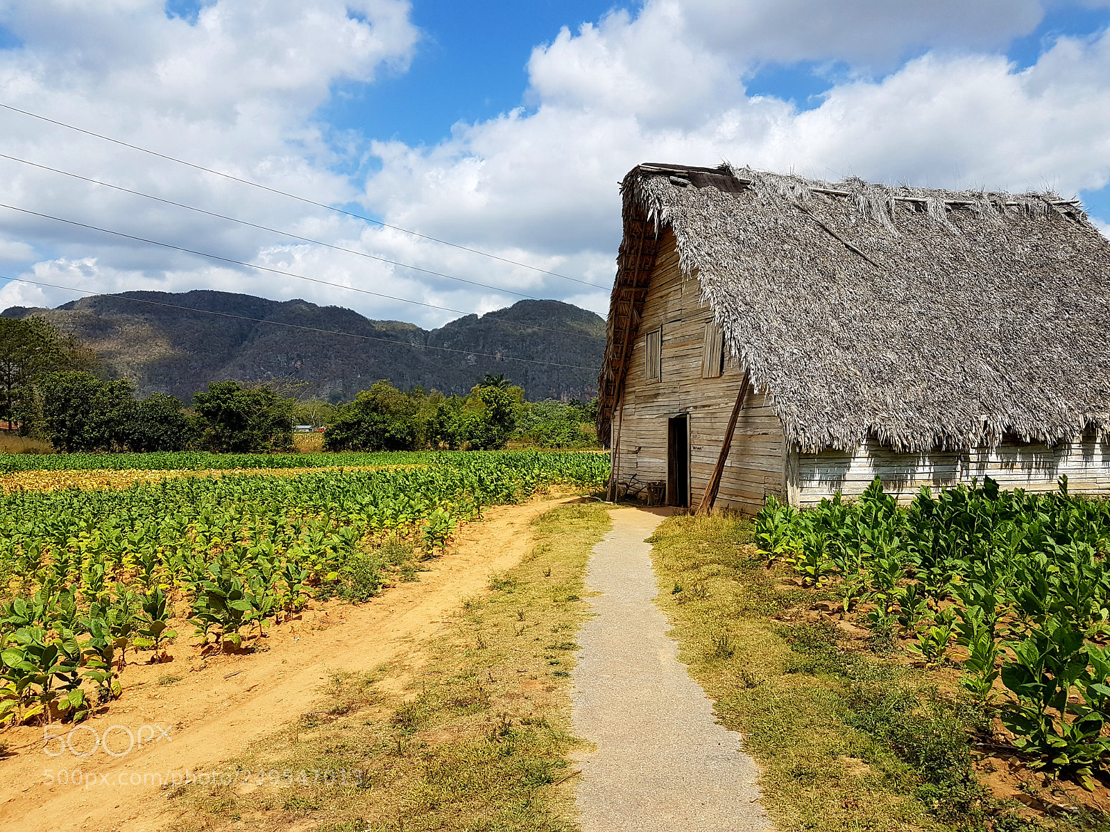 Samsung Galaxy S7 Edge sample photo. Tabackplantage in viñales photography