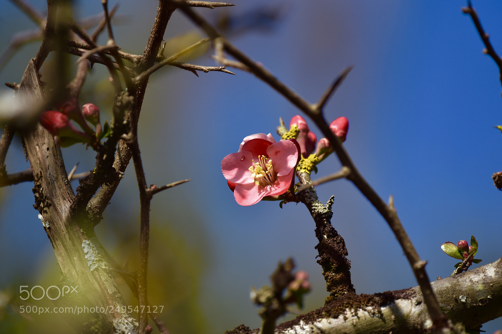 Nikon D7200 sample photo. Flowers photography