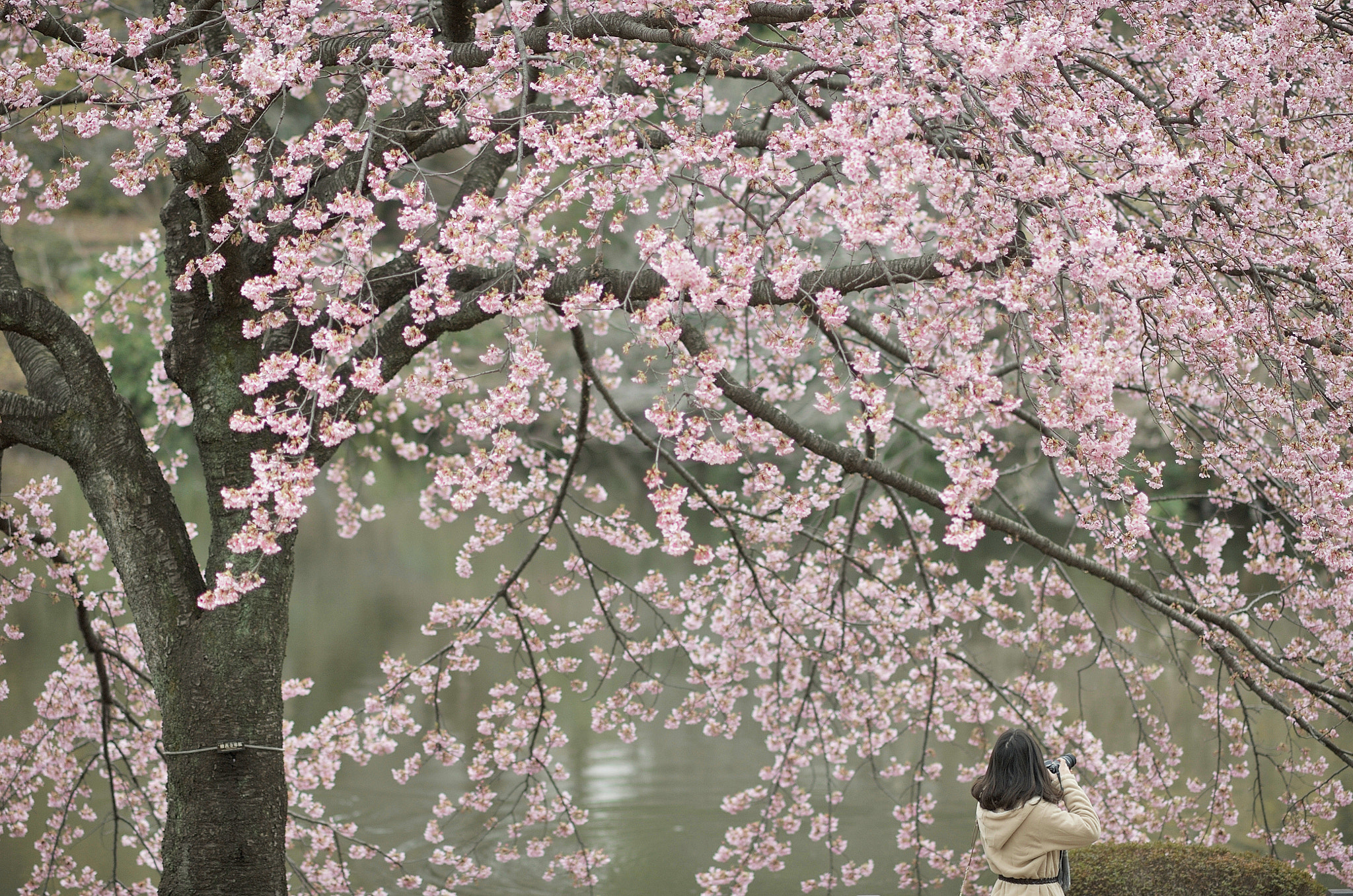 Nikon D700 + AF DC-Nikkor 135mm f/2D sample photo. Spring for tokyoites photography