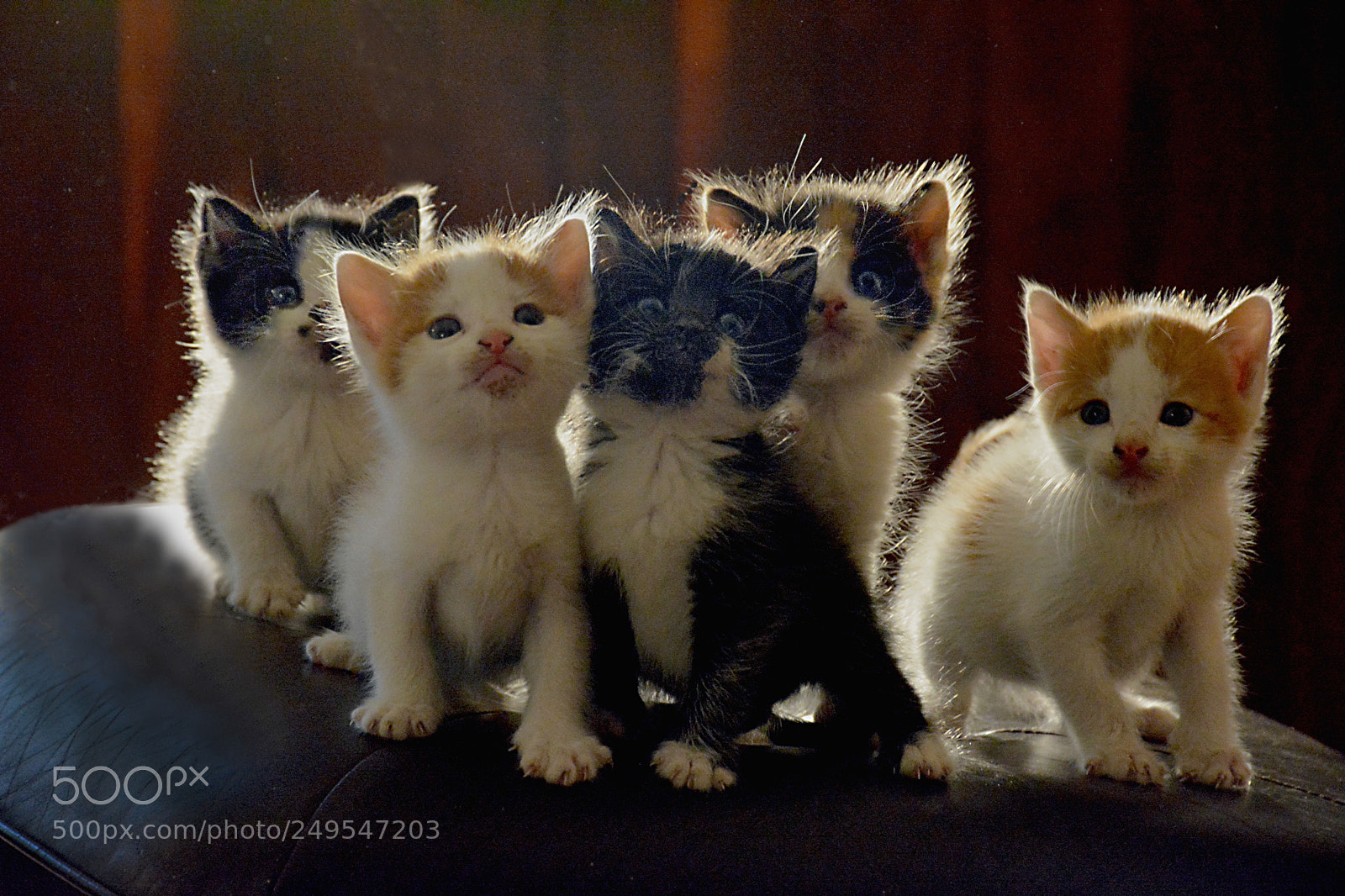 Nikon D5200 sample photo. Five views photography
