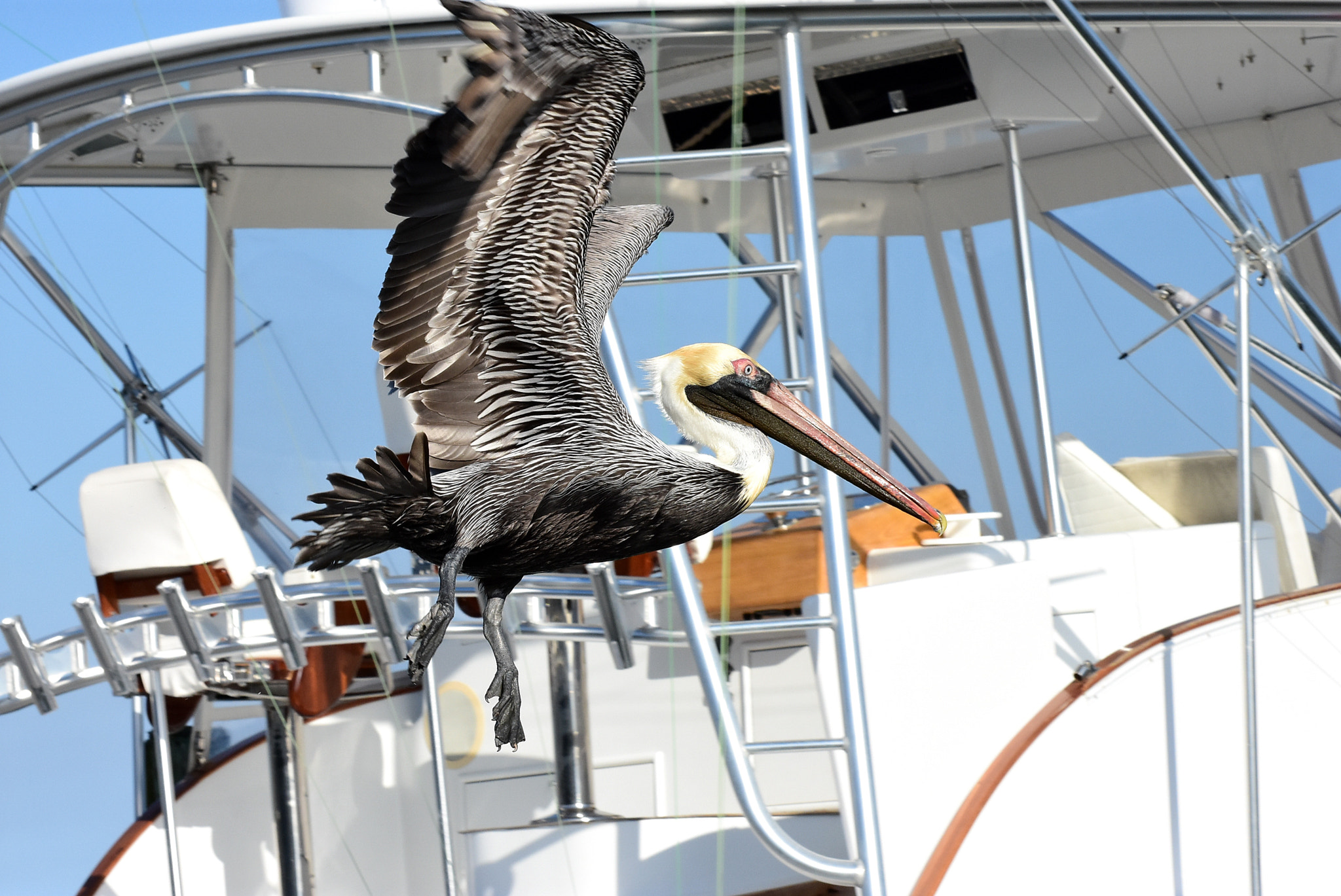 Nikon D7200 sample photo. Lift off photography