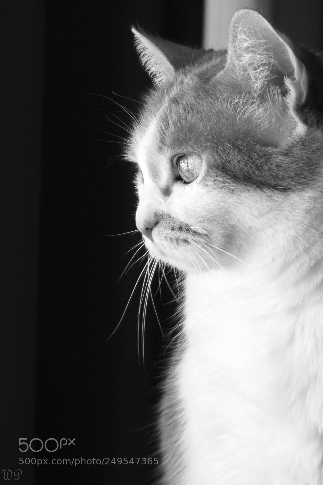 Canon EOS 750D (EOS Rebel T6i / EOS Kiss X8i) sample photo. Maya photography